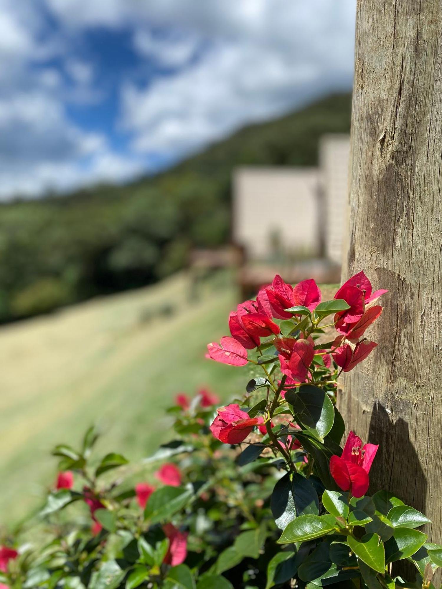 Chales Fazenda Floresta Das Araucarias 库尼亚 外观 照片