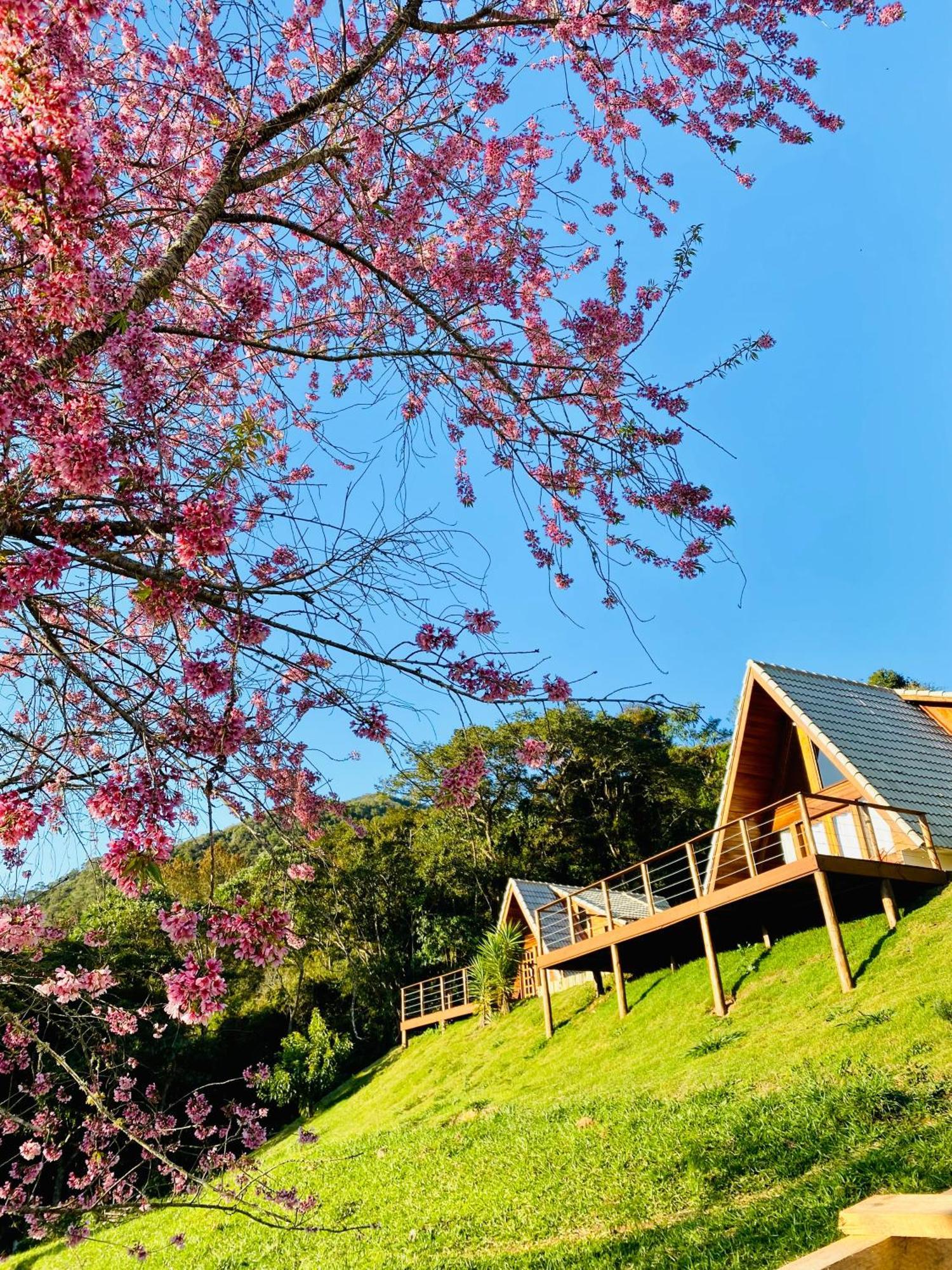 Chales Fazenda Floresta Das Araucarias 库尼亚 外观 照片