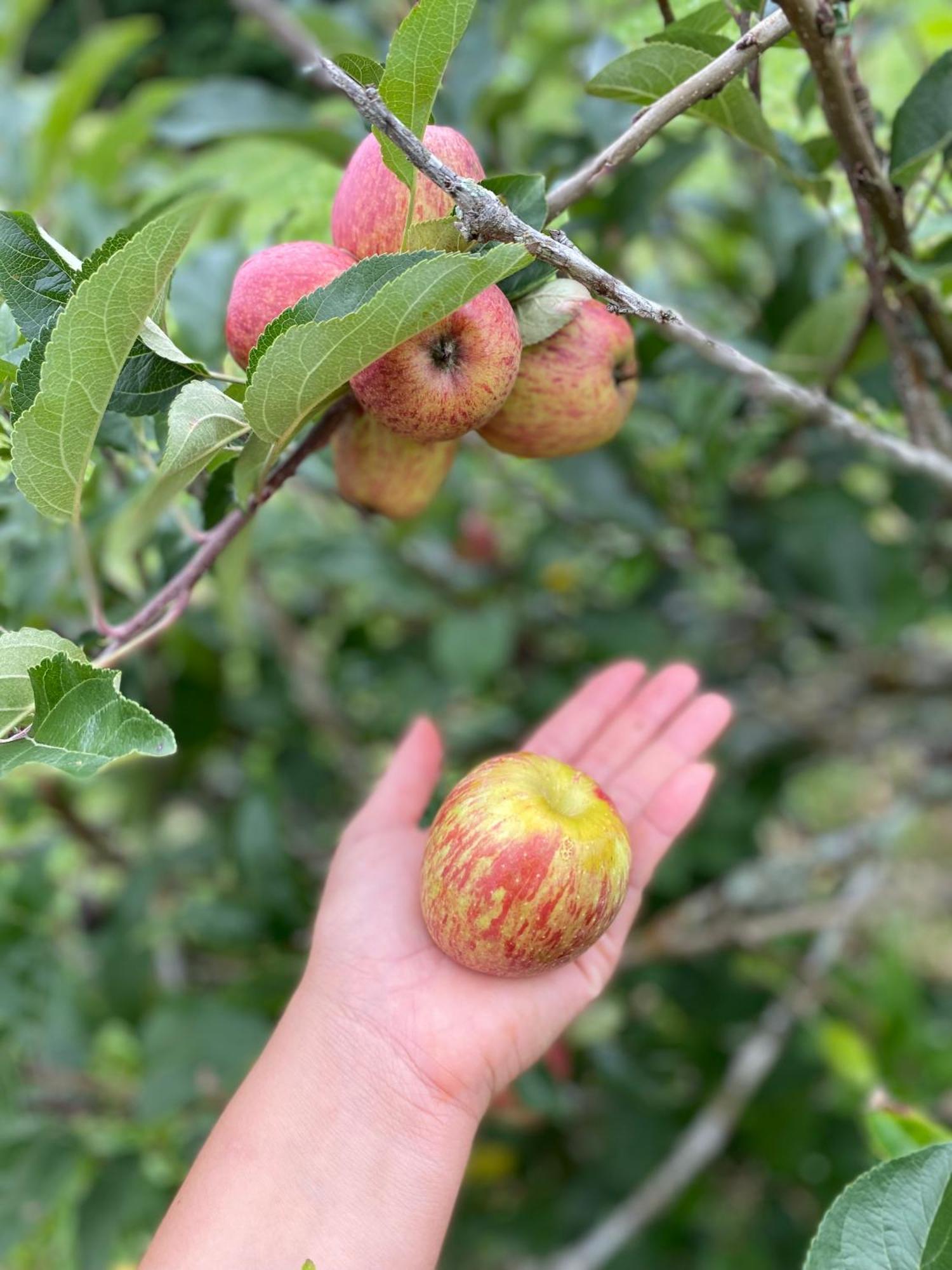 Chales Fazenda Floresta Das Araucarias 库尼亚 外观 照片