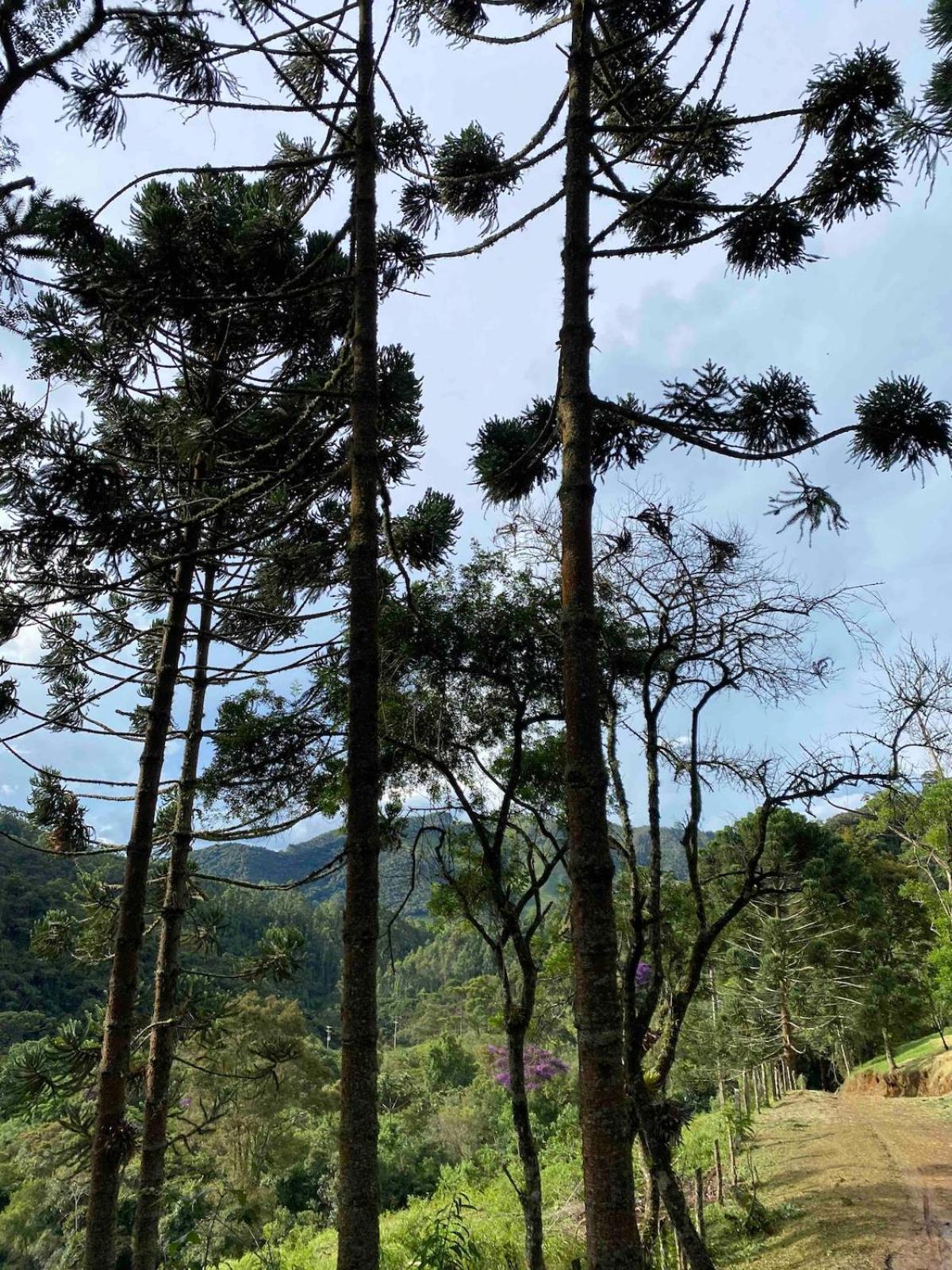 Chales Fazenda Floresta Das Araucarias 库尼亚 外观 照片
