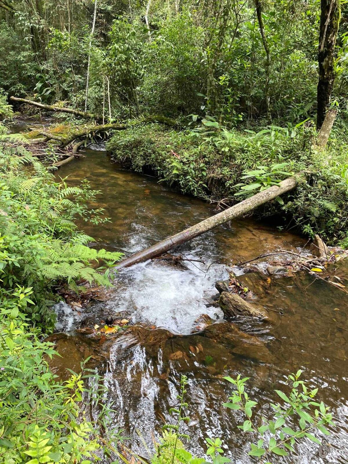 Chales Fazenda Floresta Das Araucarias 库尼亚 外观 照片
